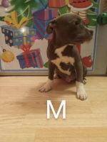 American Bully Puppies for sale in Canton, OH, USA. price: $300