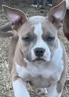 American Bully Puppies for sale in Tulsa, Oklahoma. price: $800
