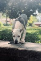 American Bully Puppies for sale in Nevada, IA 50201, USA. price: $2,000