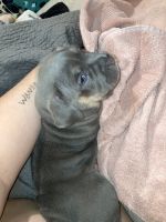 American Bully Puppies for sale in Metropolis, IL 62960, USA. price: $1,500