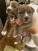 American Bully Puppies for sale in Apple Valley, Minnesota. price: $1,000