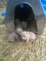 American Bully Puppies for sale in Lawrenceville, VA 23868, USA. price: $600