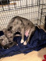 American Bully Puppies for sale in Shreveport, LA, USA. price: $700