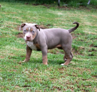 American Bully Puppies for sale in Texas City, Texas. price: NA