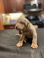American Bully Puppies for sale in San Leandro, California. price: $5,000