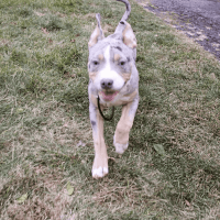 American Bully Puppies for sale in Darien, Connecticut. price: $5,000