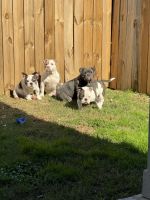American Bully Puppies for sale in Houston, Texas. price: NA