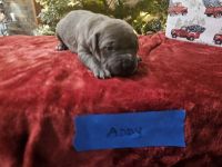 American Bully Puppies for sale in Trenton, Florida. price: $1,000