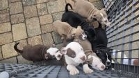 American Bully Puppies for sale in Jacksonville, Florida. price: $1,500