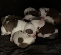 American Bully Puppies for sale in Barnesville, GA 30204, USA. price: $300