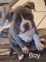 American Bully Puppies for sale in Austin, Texas. price: $200