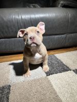 American Bully Puppies for sale in Bridgeport, Michigan. price: $1,800