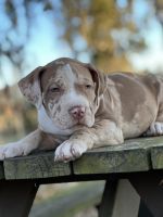 American Bully Puppies for sale in Jasper, Florida. price: $2,500