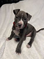American Bully Puppies for sale in San Jose, California. price: NA
