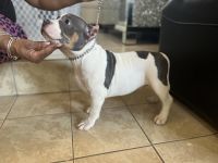American Bully Puppies for sale in Virginia Beach, Virginia. price: $1,700