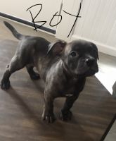 American Bully Puppies for sale in West Sacramento, California. price: $2,000