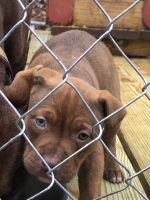 American Bully Puppies for sale in Appomattox, Virginia. price: $200