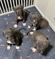 American Bully Puppies for sale in Newport News, Virginia. price: $1,000