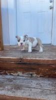 American Bully Puppies for sale in Philadelphia, PA, USA. price: $596