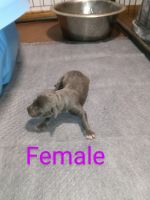 American Bully Puppies for sale in Lowell, Massachusetts. price: $1,000