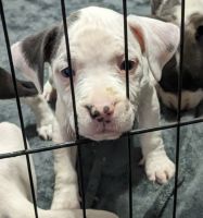American Bully Puppies for sale in Memphis, Tennessee. price: $600