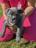 American Bully Puppies for sale in Round Rock, TX, USA. price: $4,500