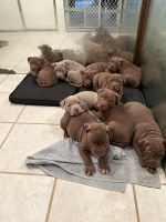 American Bully Puppies for sale in Las Vegas, Nevada. price: $300