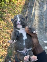 American Bully Puppies for sale in Pawleys Island, South Carolina. price: $250