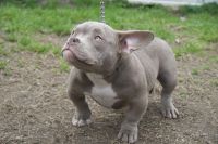 American Bully Puppies for sale in Newport News, Virginia. price: $2,000