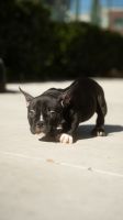 American Bully Puppies for sale in Beverly Hills, California. price: $10,000