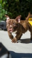 American Bully Puppies for sale in Beverly Hills, California. price: $10,000