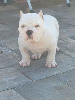 American Bully Puppies for sale in Sarasota, Florida. price: $2,000
