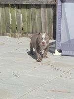 American Bully Puppies for sale in Sarasota, Florida. price: $2,500