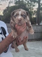 American Bully Puppies for sale in Sarasota, Florida. price: $2,800