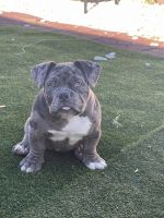 American Bully Puppies for sale in Las Vegas, Nevada. price: $10,000