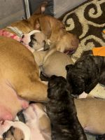 American Bully Puppies for sale in Fredericksburg, VA 22401, USA. price: $300