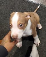 American Bully Puppies for sale in San Jose, California. price: $50