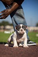 American Bully Puppies for sale in Houston, Texas. price: $115