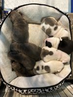 American Bully Puppies for sale in Tampa, Florida. price: $1,500
