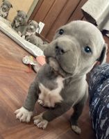 American Bully Puppies for sale in Fresno, California. price: $600
