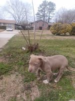 American Bully Puppies for sale in Rex, Georgia. price: $300