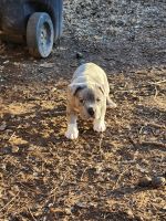 American Bully Puppies for sale in Oklahoma City, Oklahoma. price: $400