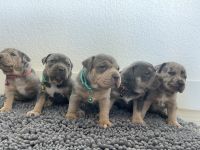 American Bully Puppies for sale in Miami, Florida. price: NA