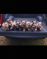 American Bully Puppies for sale in Meridian, Mississippi. price: $900