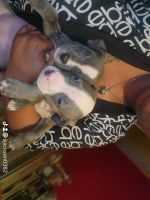 American Bully Puppies for sale in Memphis, TN 38128, USA. price: $200