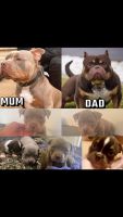 American Bully Puppies for sale in Adelaide, South Australia. price: $4,000