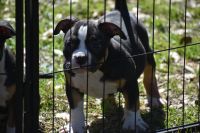 American Bully Puppies for sale in Jacksonville, Florida. price: $2,000