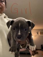 American Bully Puppies for sale in San Francisco, California. price: $600