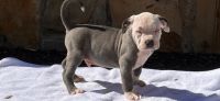 American Bully Puppies for sale in Asheville, North Carolina. price: $1,500