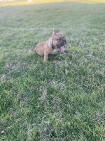 American Bully Puppies for sale in Nashville, Tennessee. price: $5,000